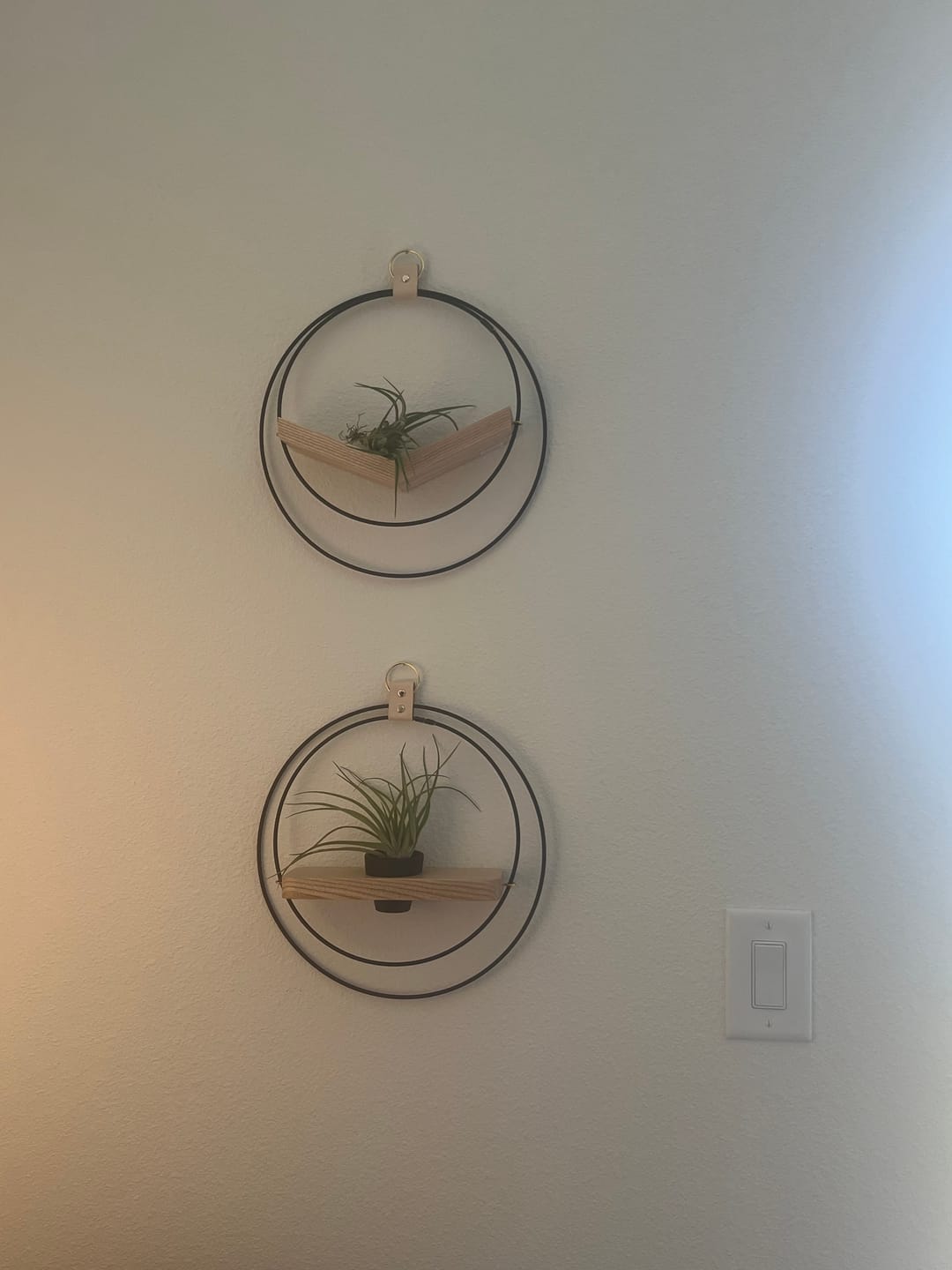 Customer photo review of Air Plant V-Hanger & Shelf Mixed Trio