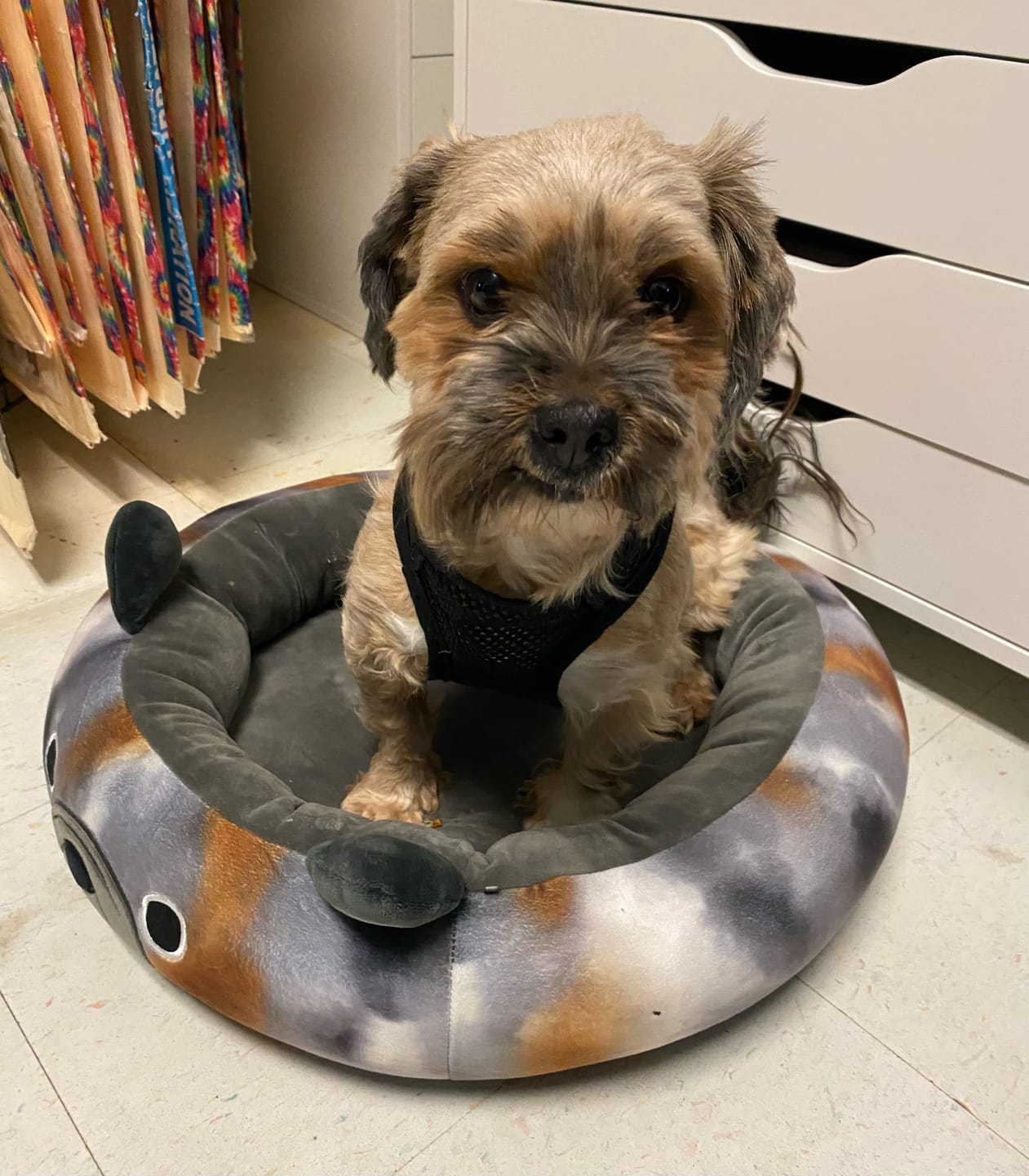 Customer photo review of K9 Choice - Beef Plus Li'l Guys 1.36kg/3lb - Frozen Raw Dog Food