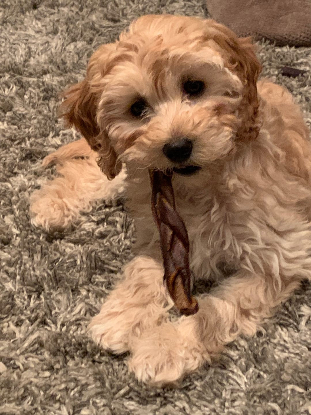 Customer photo review of 6 Inch Braided Jerky Stick