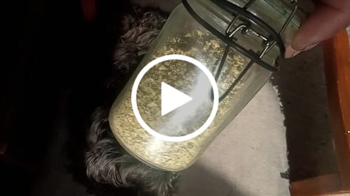 Customer video review of THCa Greenhouse Smalls