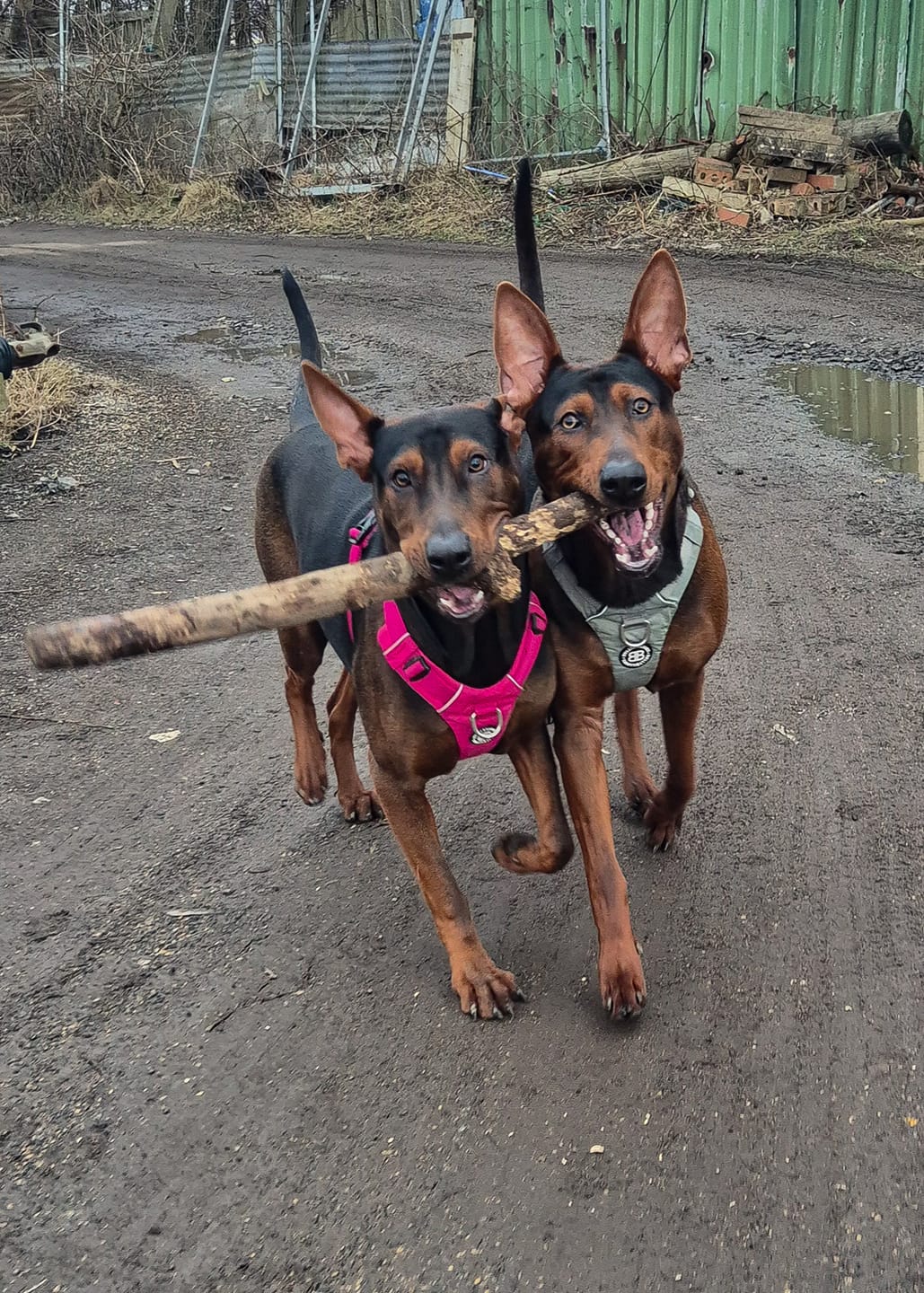 Customer photo review of Air Harness | Anti-Pull & With Handle - Carminerose
