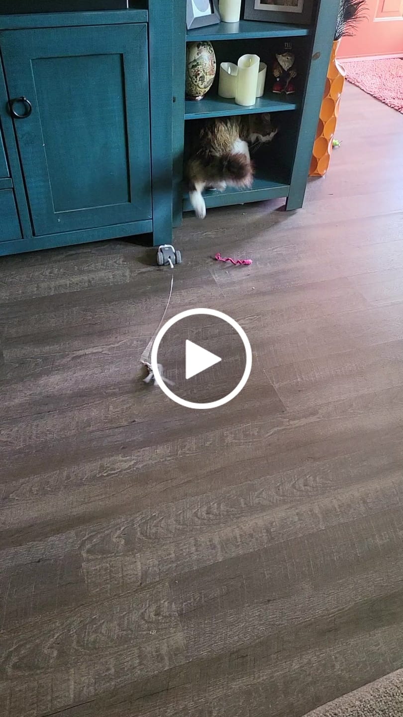 Customer video review of Cat Arthritis & Joint Pain Relief Remedy