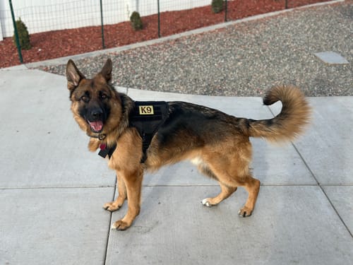 Customer photo review of Classic Heavy-Duty Tactical No-Pull Team K9™ Dog Harness With Front & Back D-Rings, Quick-Release Metal-Buckles, Hook & Loop Panels, & Top Handle