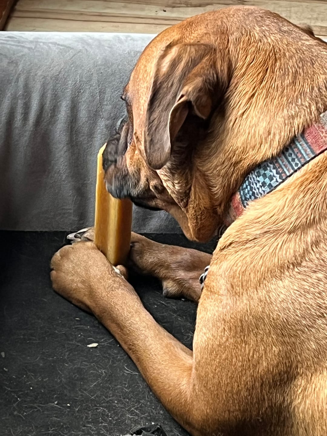 Customer photo review of Extra Large Yak Cheese Chews