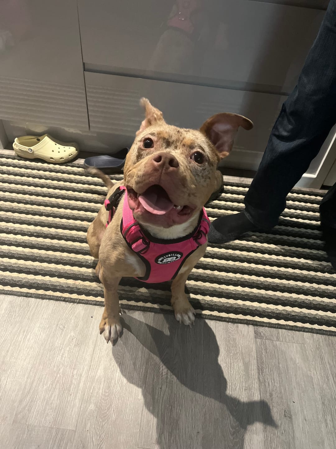Customer photo review of Comfort Premium Harness | Non Restrictive - Magenta