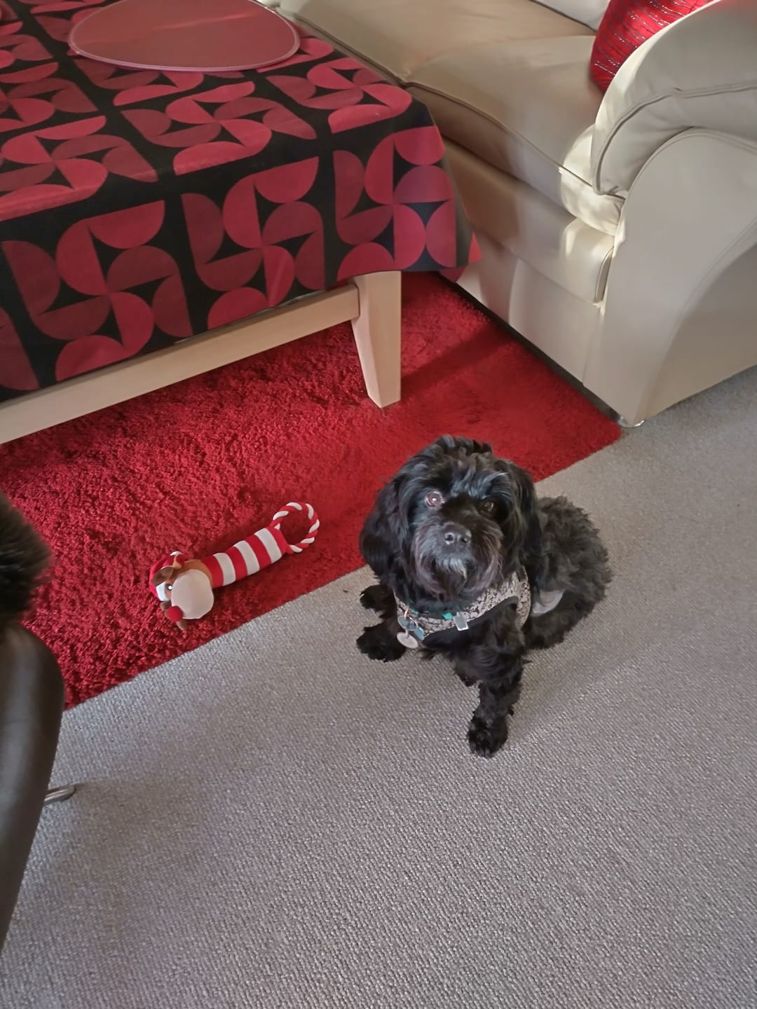 Customer photo review of Trixie Premio - Kaninører
