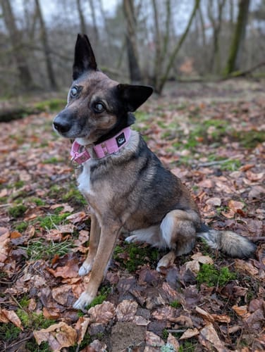Customer photo review of Martingale Baby Pink - Brett fodrat halsband halvstryp