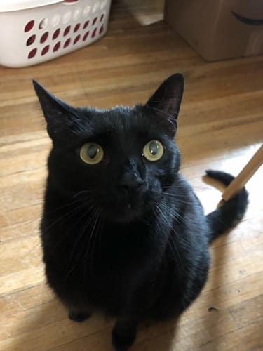 Bridgid K. review of SPEEDY TAIL 2.0 image 1 out of 1