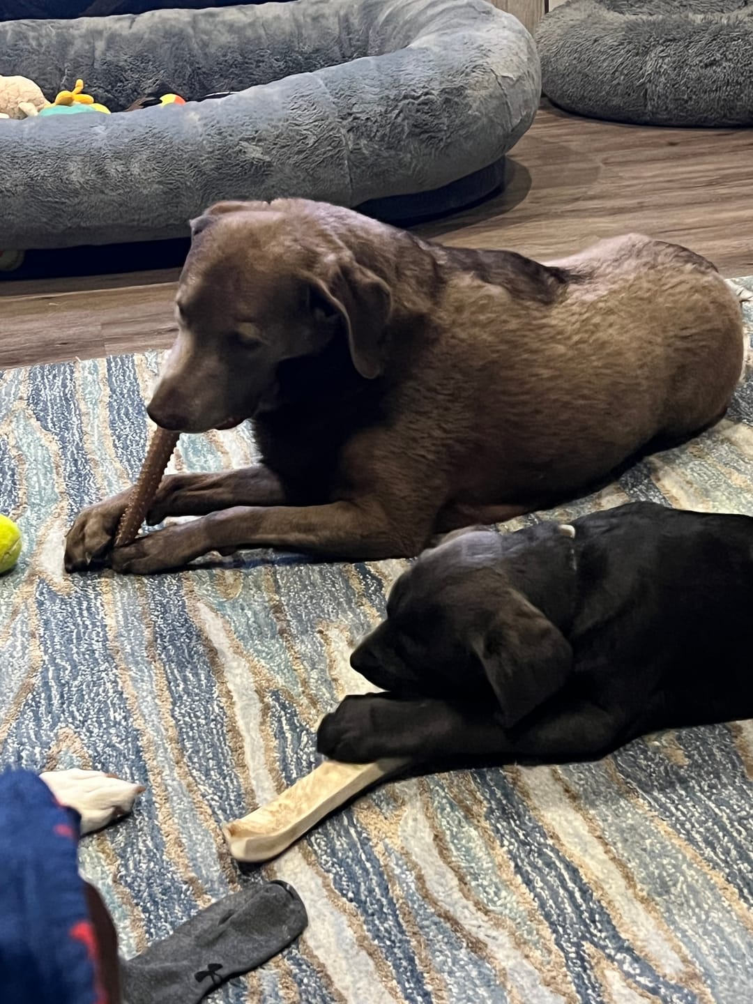 Customer photo review of Medium Elk Chew
