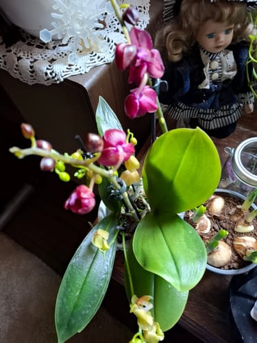 Customer photo review of Cocktail Orchidee mit gelb-roten Blüten und 5+ Rispen