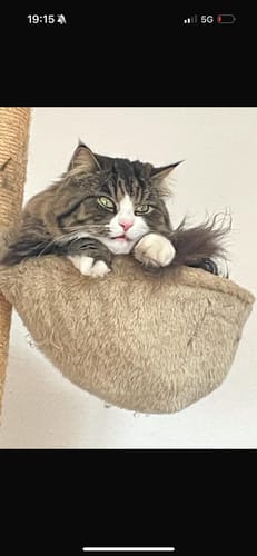 Customer photo review of Patsli Belly