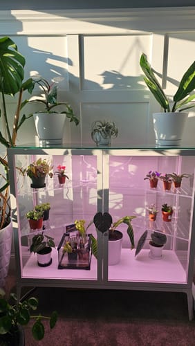 Customer photo review of Houseplant Pest Spray