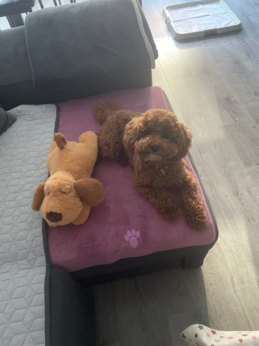 Customer photo review of Peluche Antiestrés para Mascotas
