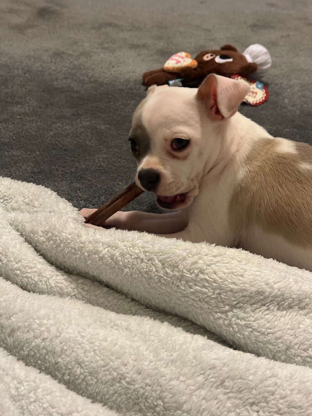 Customer photo review of Bully Bunches Puppy Pack