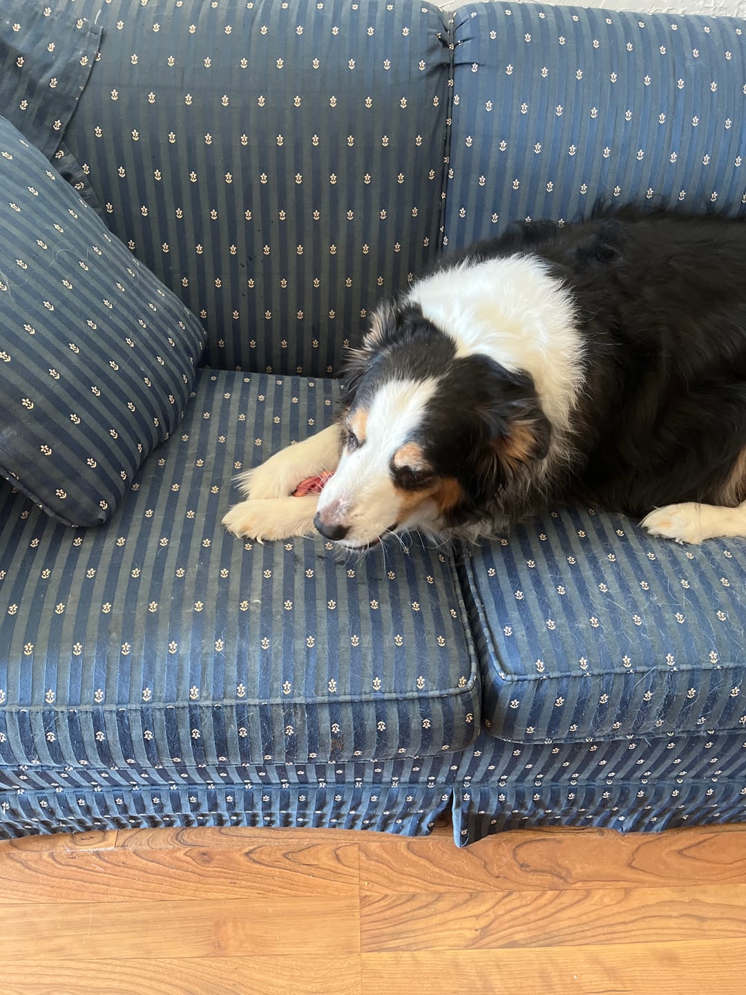 Customer photo review of 6 Inch Thick Braided Bully Stick