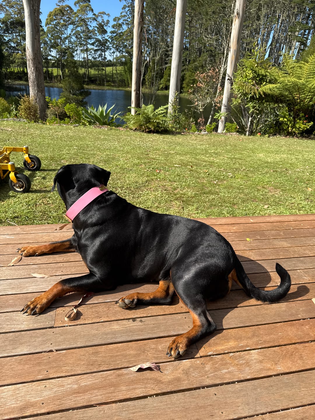 Customer photo review of Classic Buckle Leather Dog Collar - Custom Sized