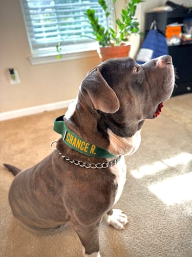Customer photo review of Green Bully Proof Collar