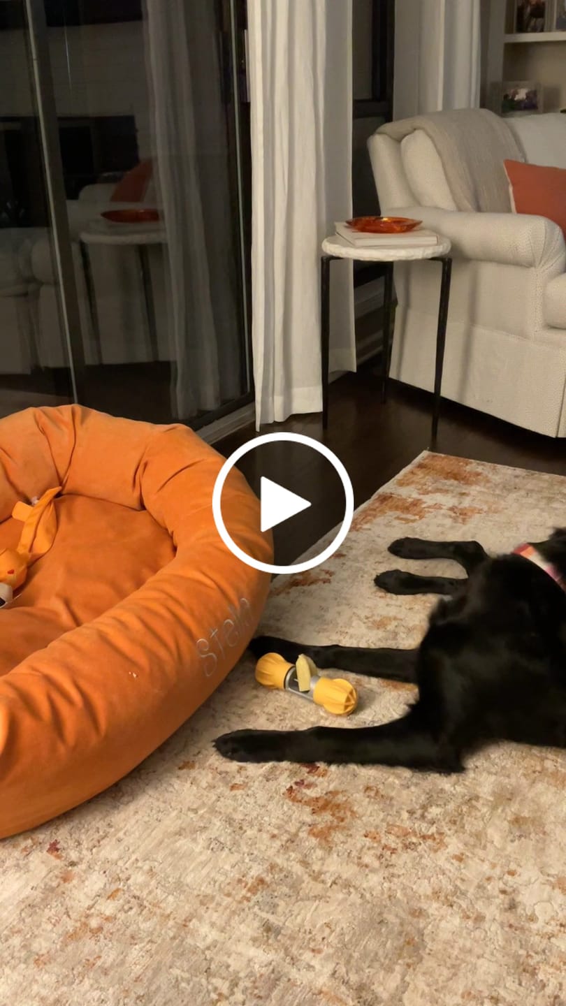 Customer video review of Safe Dog Chew Holder