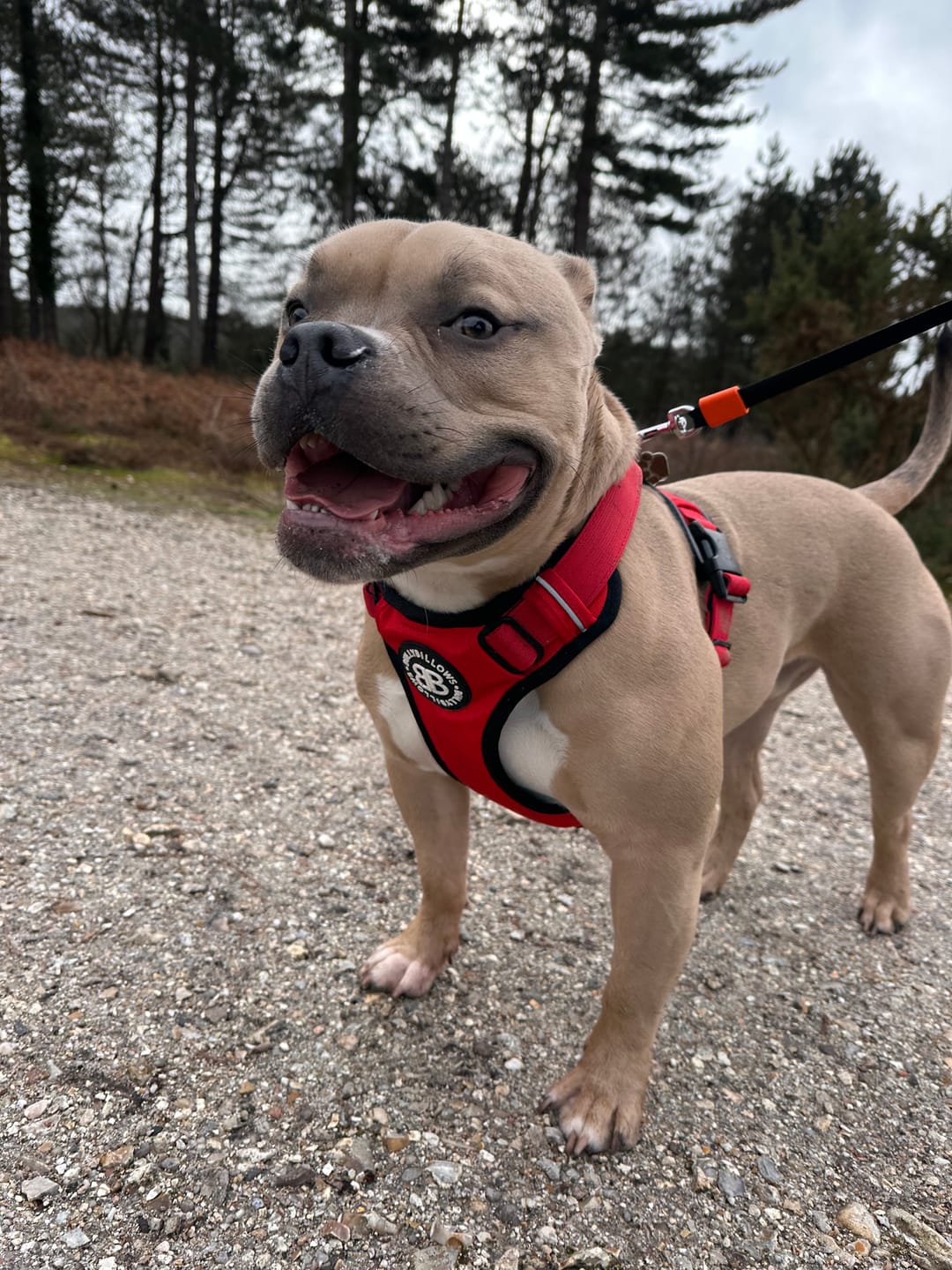 Customer photo review of Comfort Premium Harness | Non Restrictive - Red