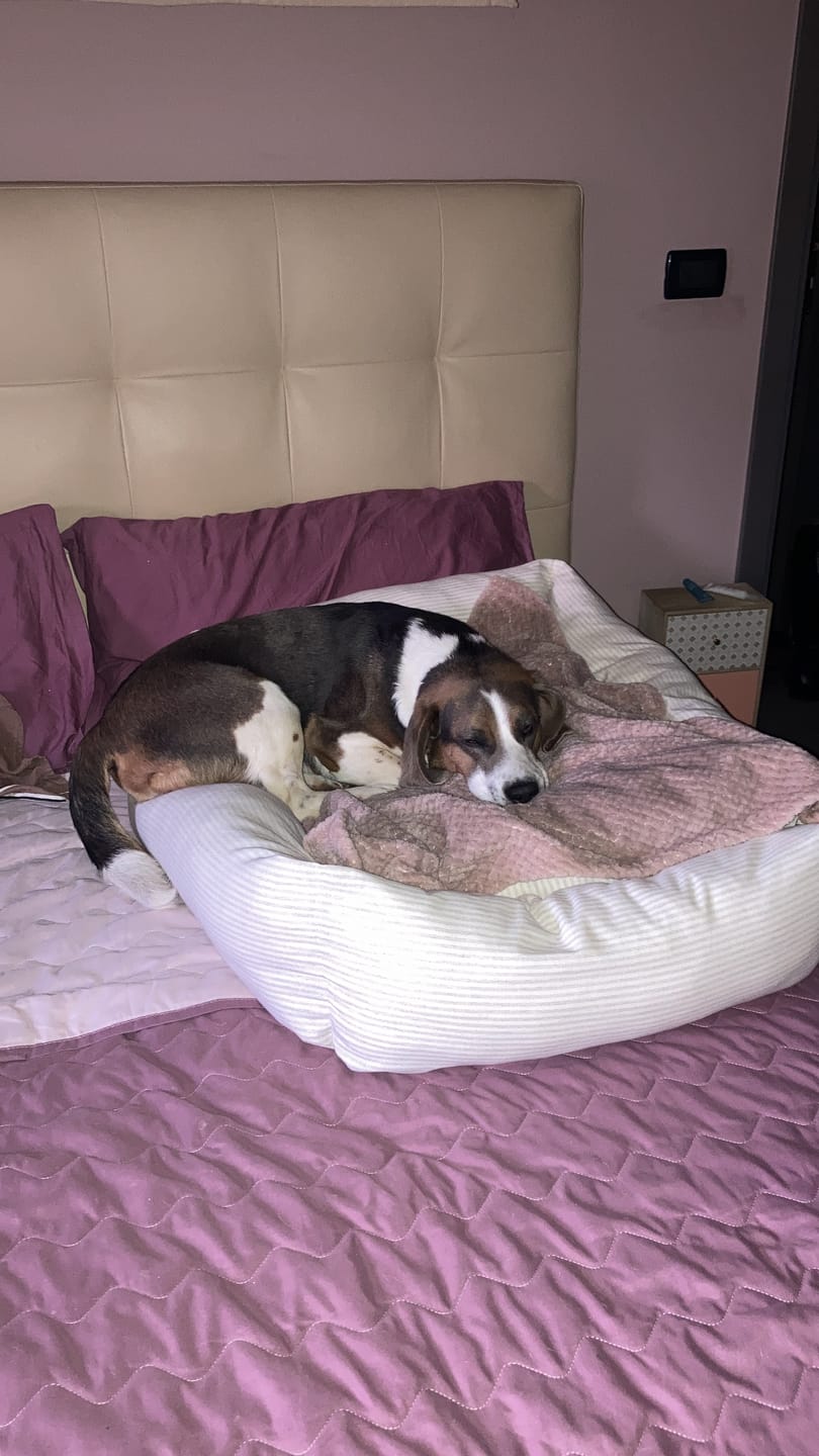Customer photo review of Divanetto Cotone Righe Grigio