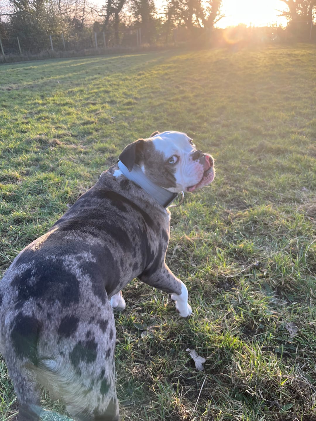 Customer photo review of 5cm Combat® Collar | With Handle & Secure Clip - Metal Grey