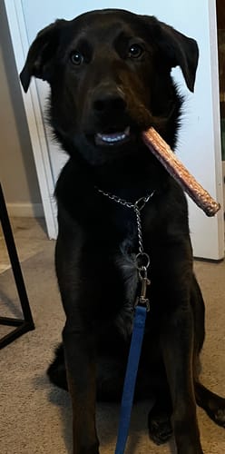 Customer photo review of 12 Inch Jumbo Bully Stick