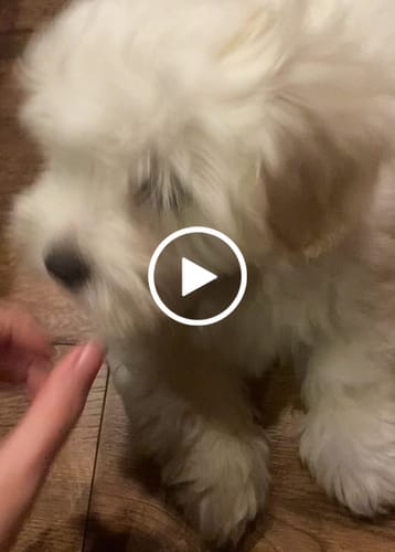Customer video review of Companion - Mini Kylling Stykker for Hvalpe