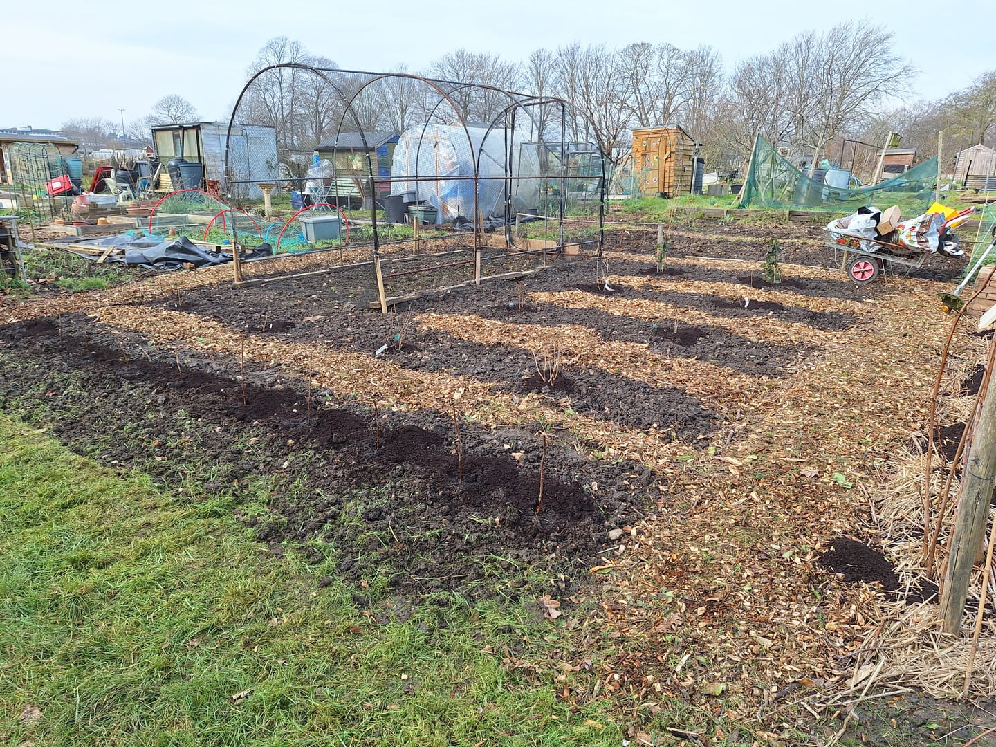 Customer photo review of Natural Compost - Organic and Peat Free - 50L Bag