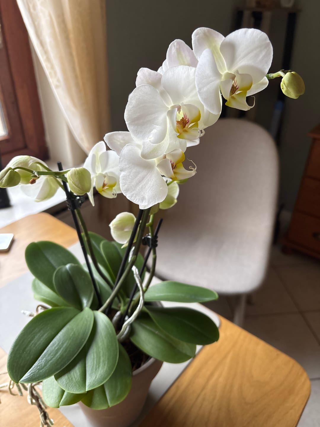 Customer photo review of Große Two of Us Farbmix im 3er Set mit 3 Rispen