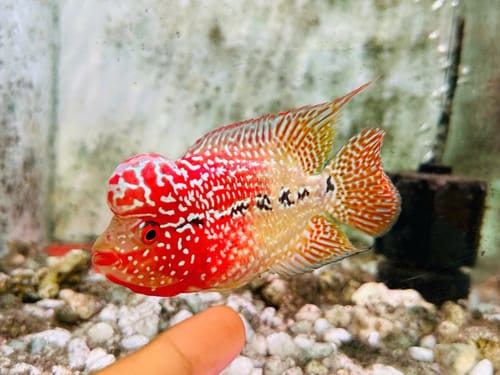 Customer photo review of King Kamfa 2 Tone Flowerhorn Cichlid | High Grade | Grower Pick