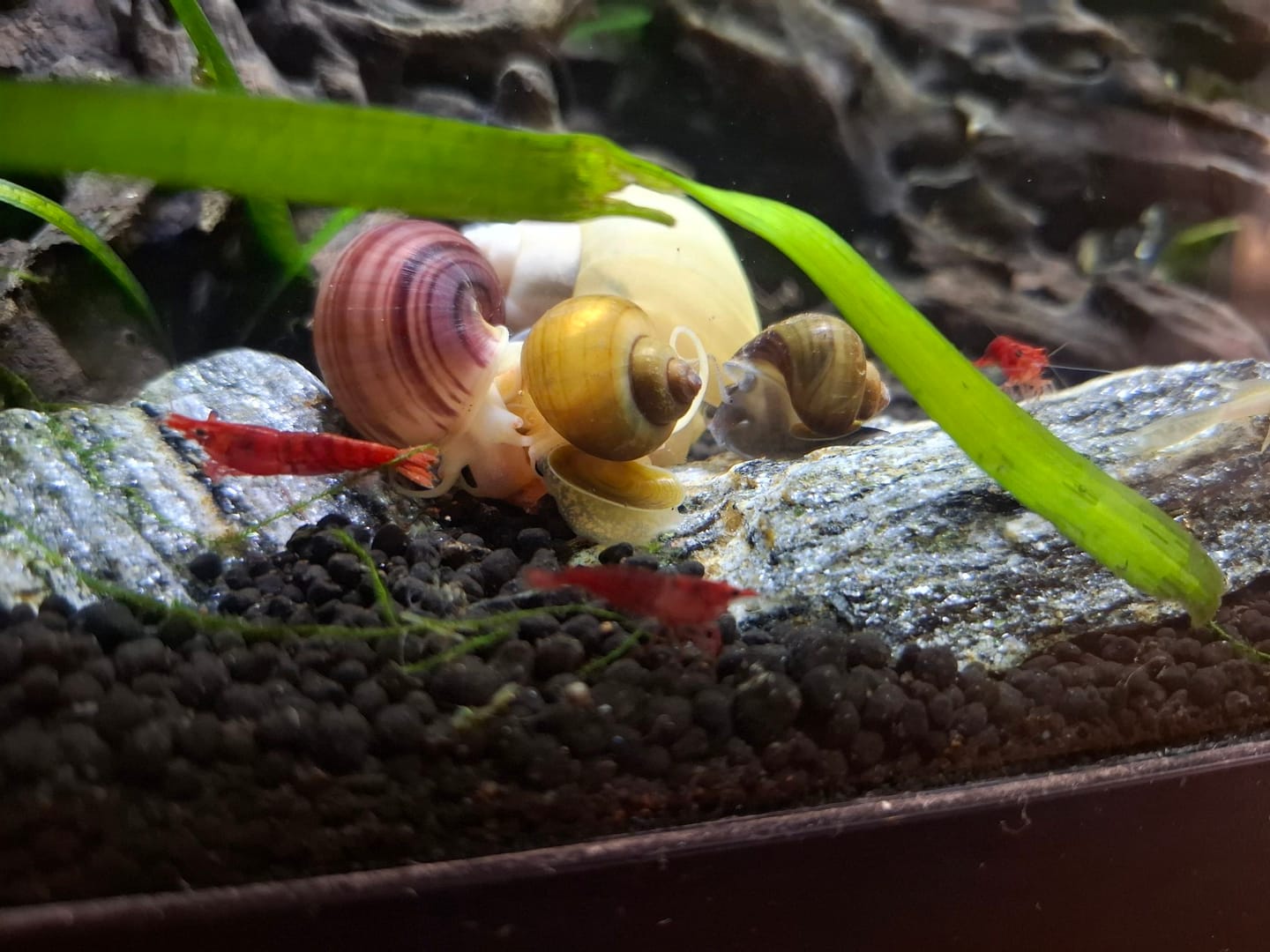 Customer photo review of Color Splash Mystery Snail Bundle
