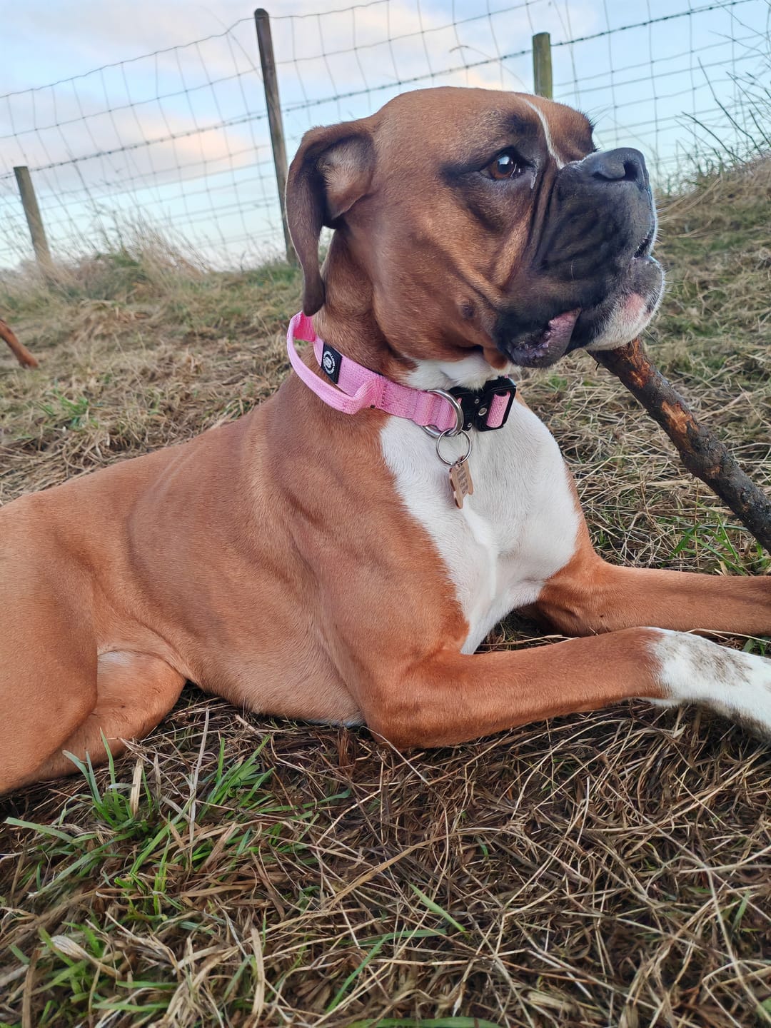 Customer photo review of 2.5cm Combat® Collar | With Handle & Rated Clip - Pink