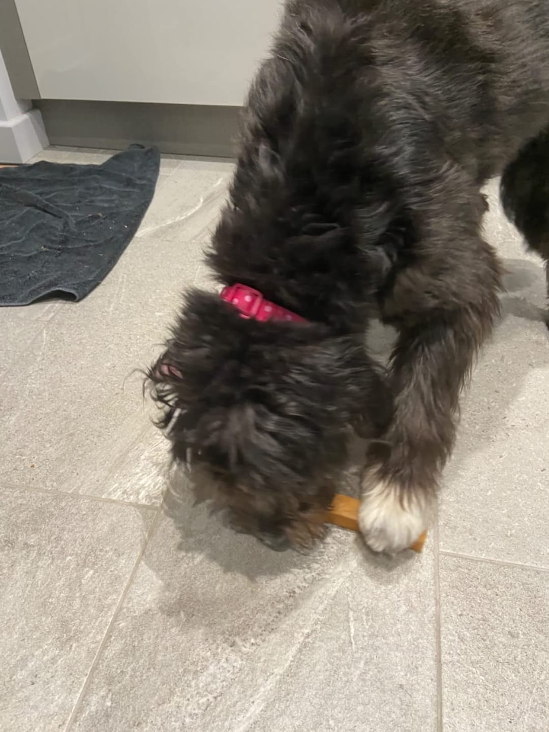 Customer photo review of Himalyan yak chew (MEDIUM)