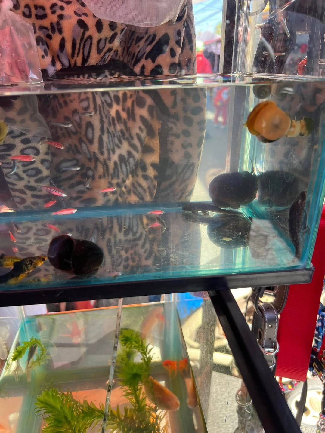 Customer photo review of Color Splash Mystery Snail Bundle