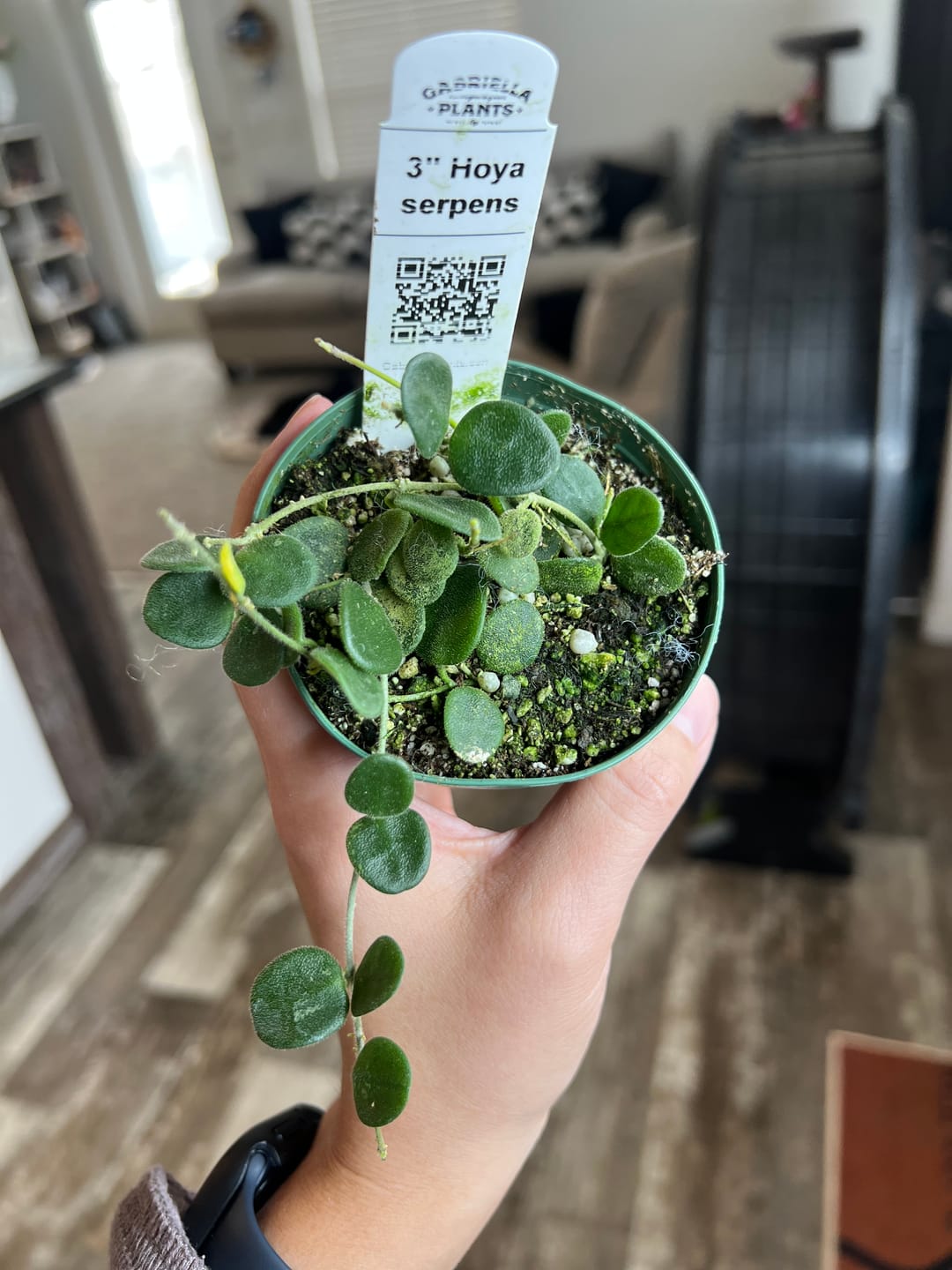 Customer photo review of Hoya serpens