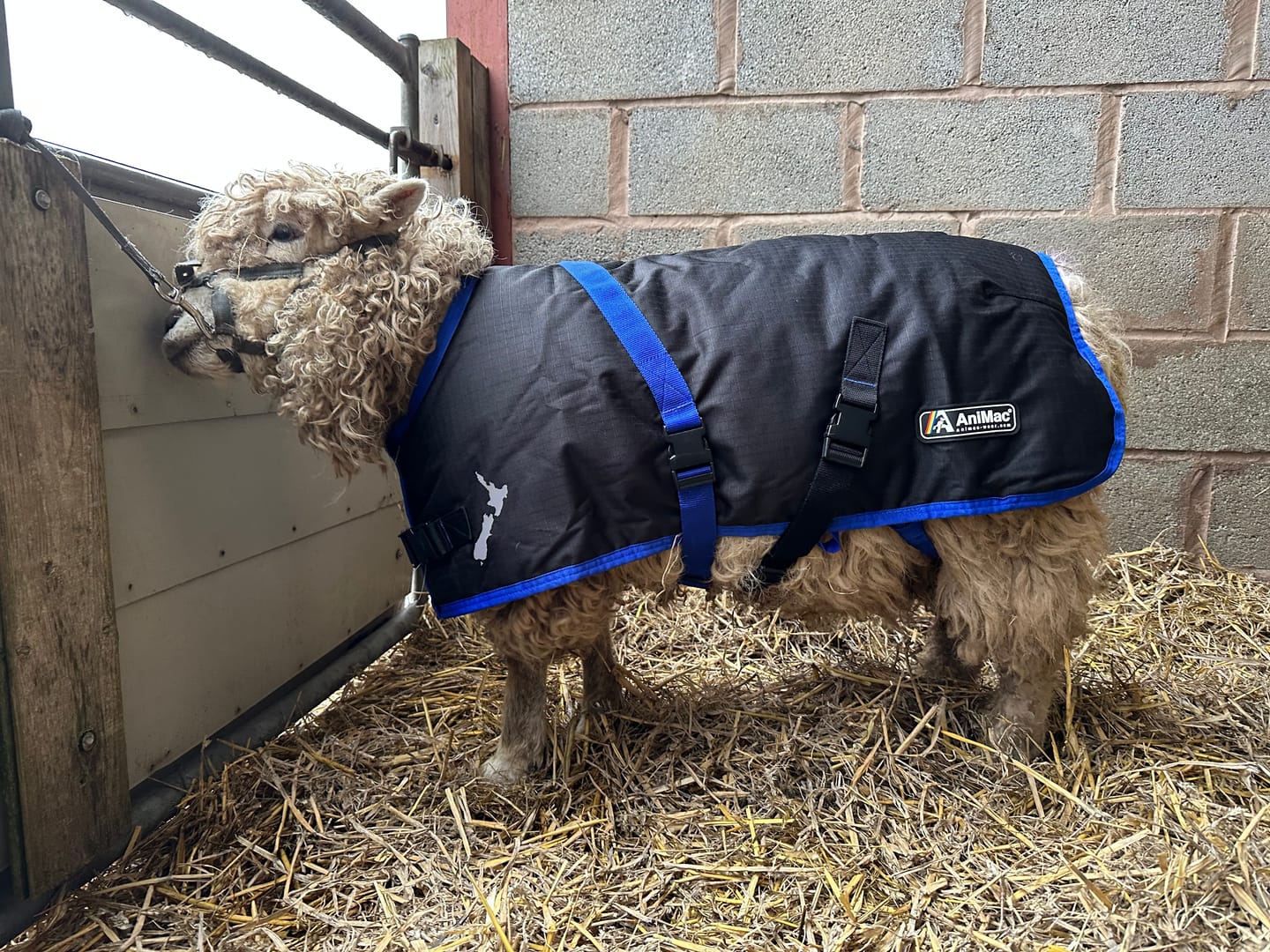 Customer photo review of Sheep Coat | Waterproof