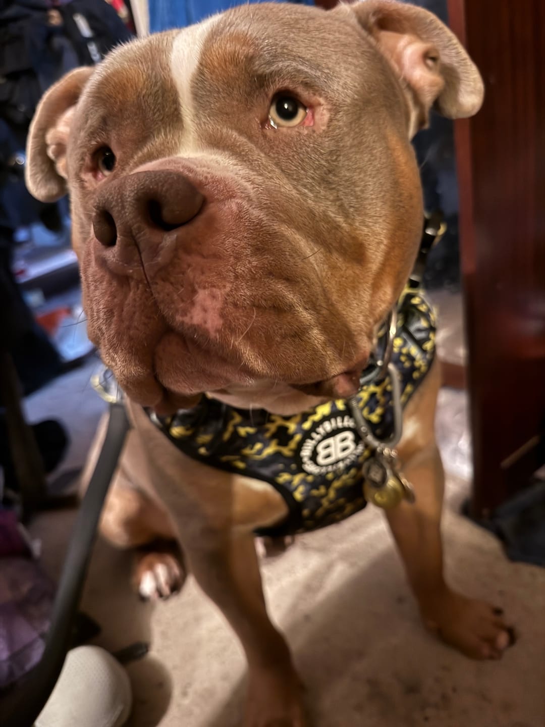 Customer photo review of Comfort Premium Harness | Non Restrictive - Lightning