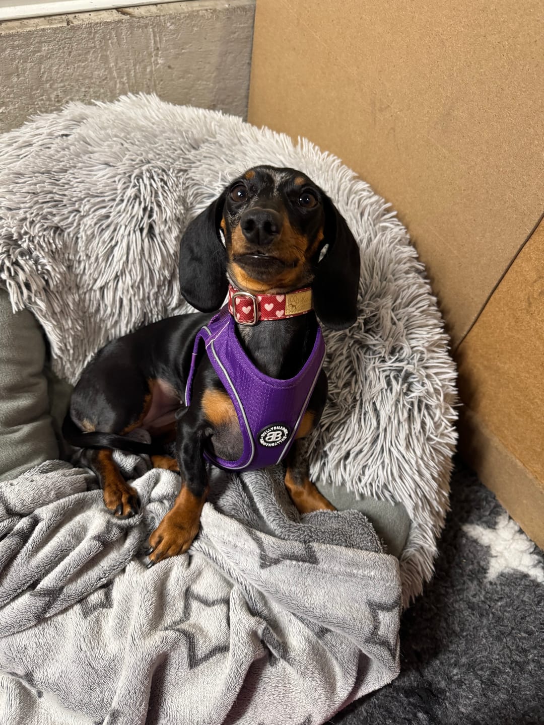Customer photo review of Step in Harness | XS-M Breeds - Purple