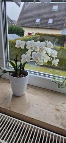 Customer photo review of Table Dance Weiß mit weißen Blüten und 3 Rispen