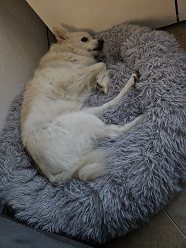 Customer photo review of Puppery Hundebett Wolke 7 - Das Original