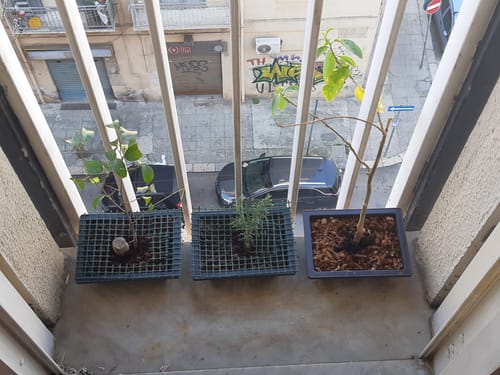 Customer photo review of BONSAI STARTER KIT CB®