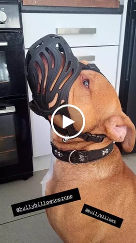 Customer video review of Flexible Cage Muzzle - TPE Material - Legal Requirement | S-XL Breeds - Black