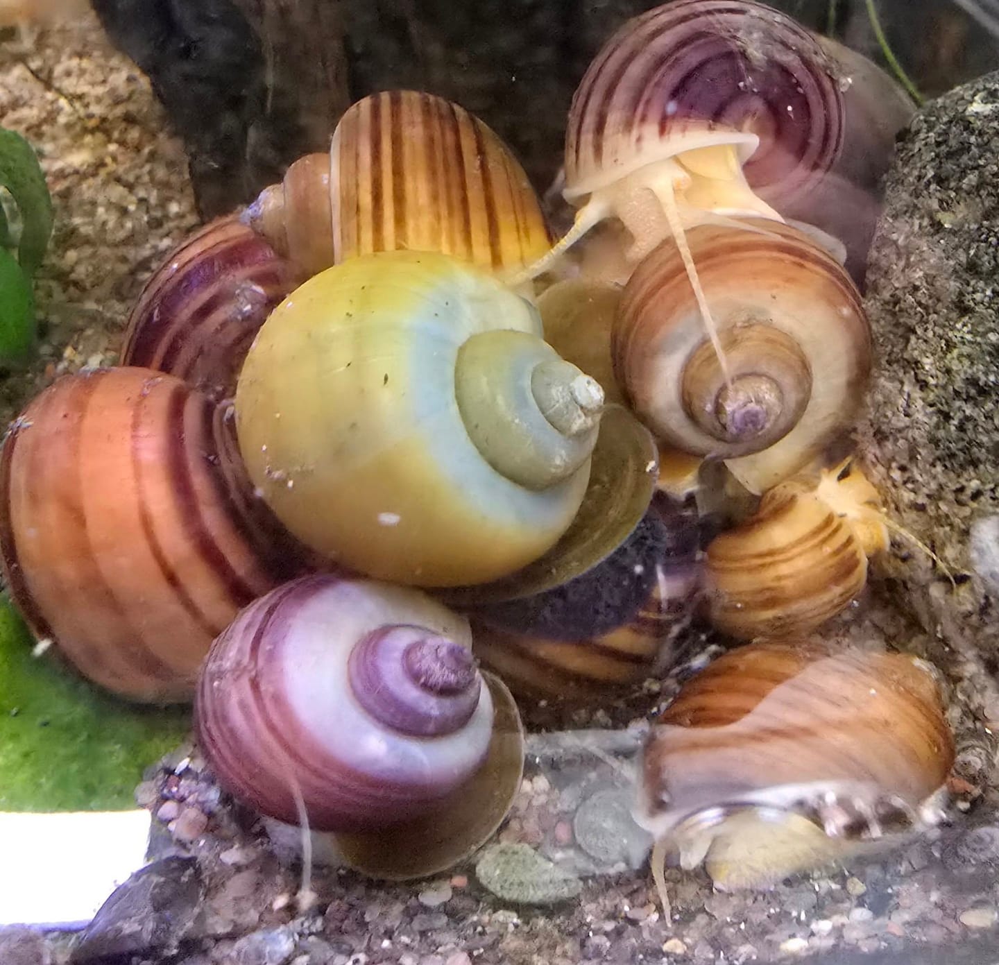 Customer photo review of Color Splash Mystery Snail Bundle