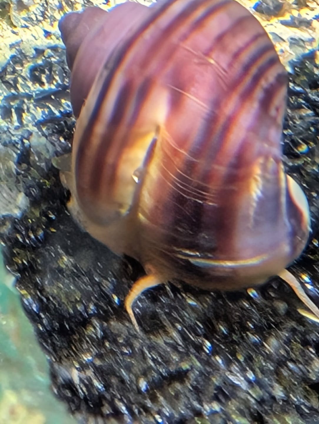 Customer photo review of Magenta Mystery Snail
