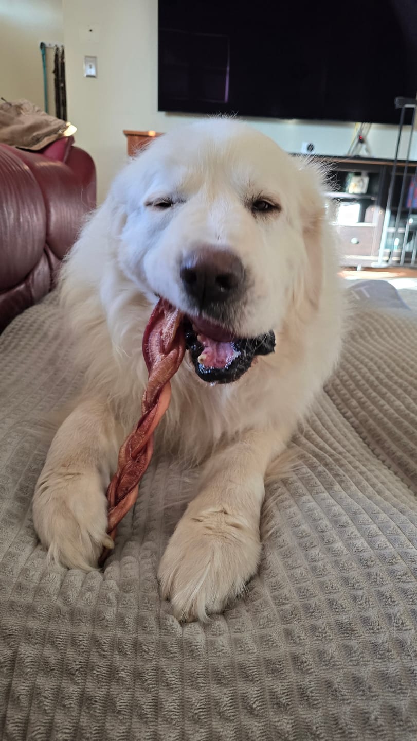 Customer photo review of 12 Inch Braided Bully Sticks