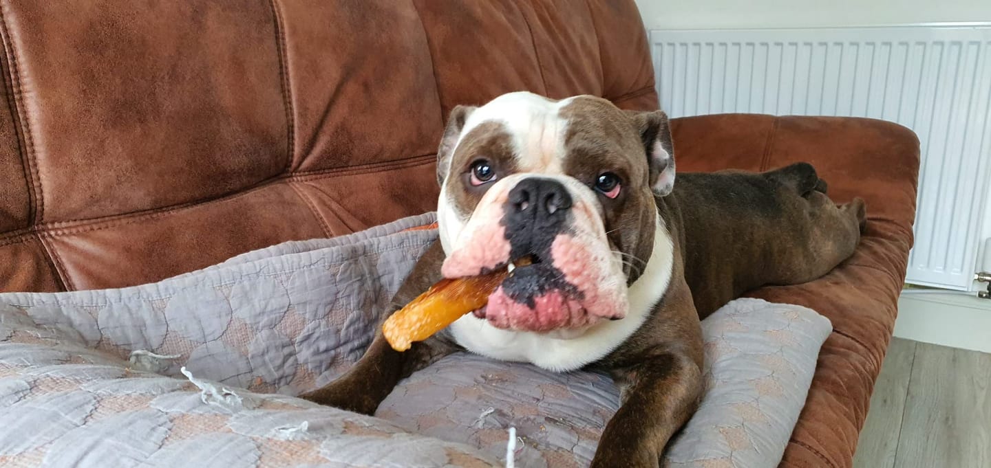 Customer photo review of Himalyan yak chew (LARGE)