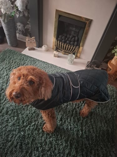 Customer photo review of Heritage Quilted Dog Coat with Harness Hole