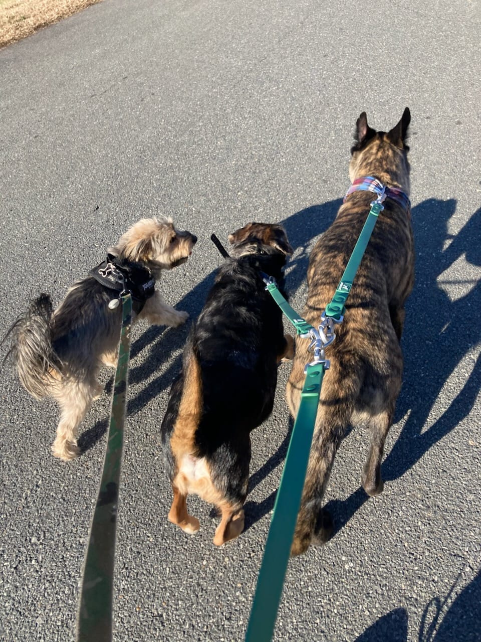 Customer photo review of Solace Waterproof Leash