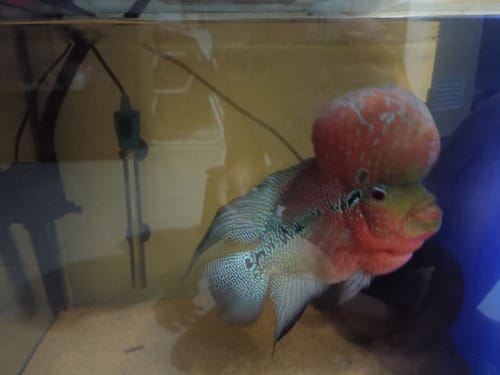 Customer photo review of Super Red Dragon Flowerhorn Cichlid | High Grade | Grower Pick