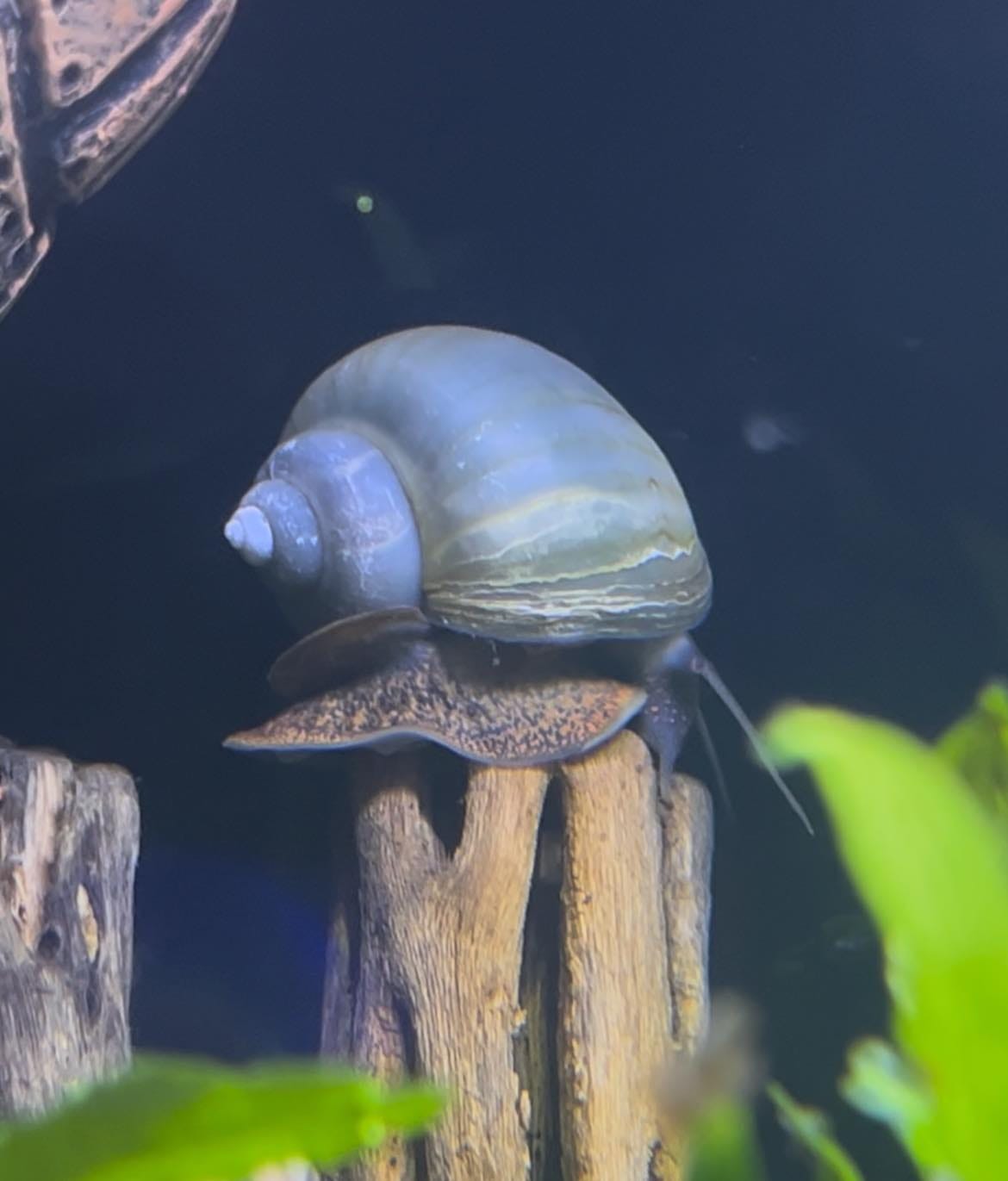 Customer photo review of Blue Mystery Snail